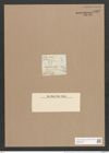 Synedra affinis var. fasciculata (Kuetz.) V. H. (de-Toni-Nr.: Genus 66, Species 2607) Zeichnungen Sammlung Grunow Nr. 5332 (NHMW-BOT-W0373739)